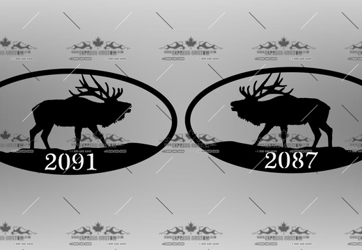 WJ117-GI-BC16-- TWO MOOSE COLLIDING OVAL